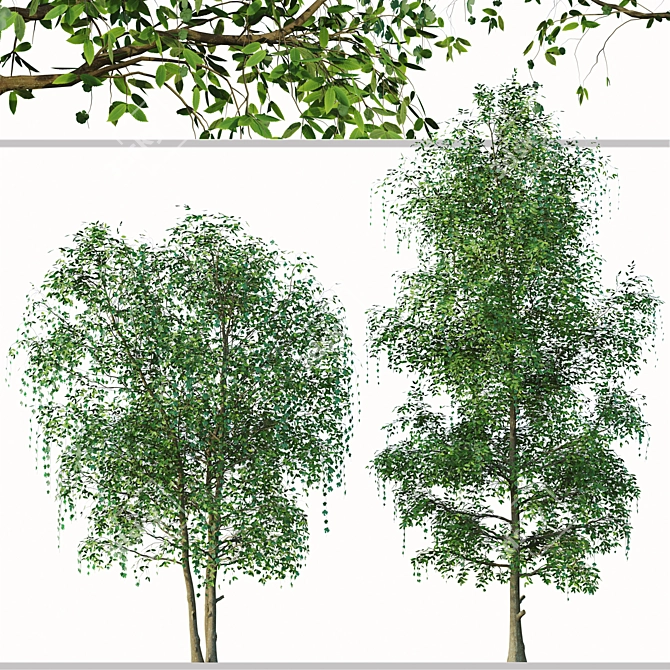 Sweet Tea Trees (2 pcs) 3D model image 2