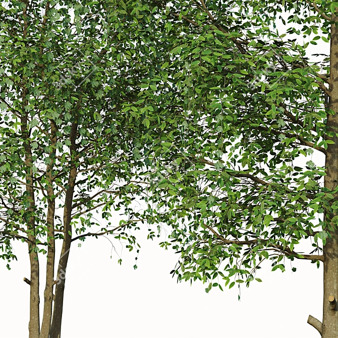 Sweet Tea Trees (2 pcs) 3D model image 3