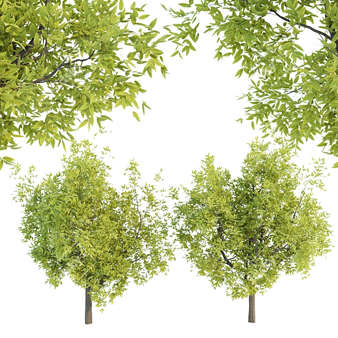 Lush Tree Collection Vol 48 3D model image 1