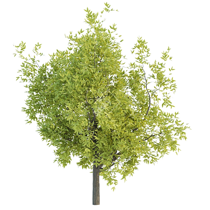 Lush Tree Collection Vol 48 3D model image 3