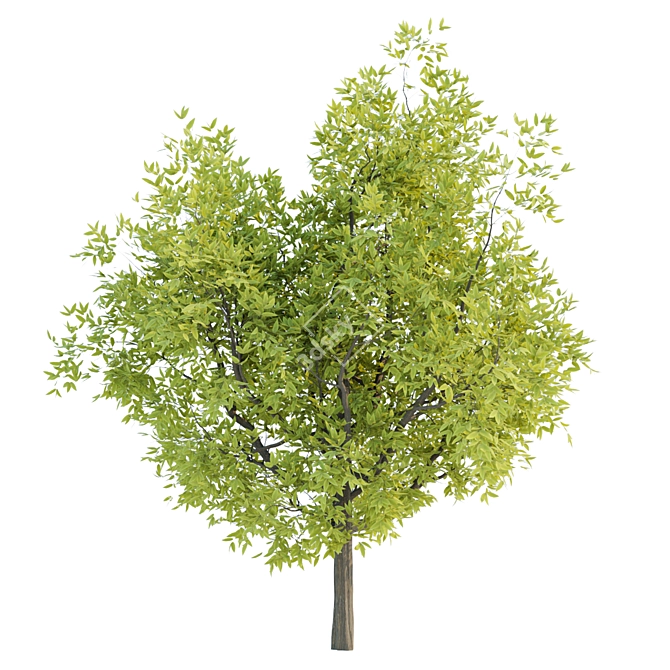 Lush Tree Collection Vol 48 3D model image 4