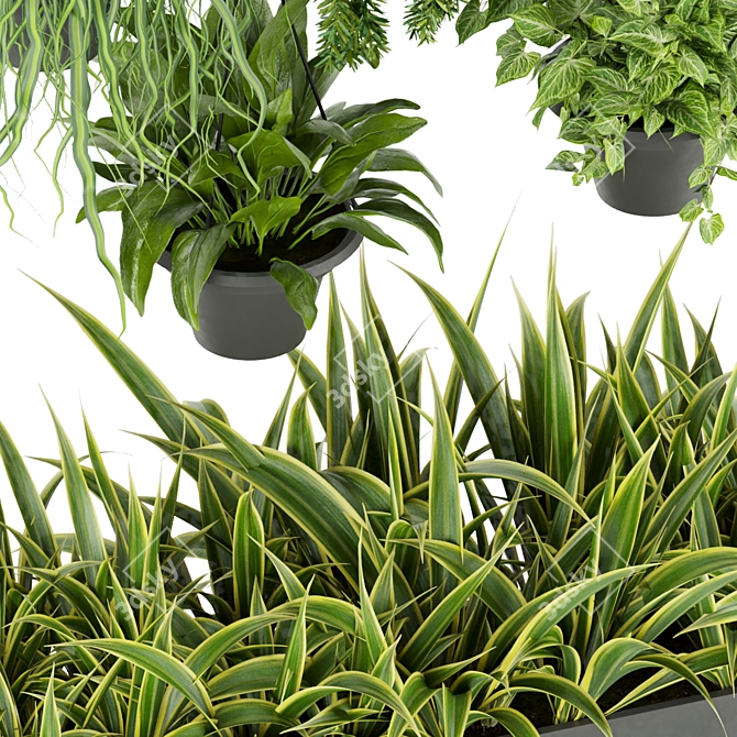 Lush Indoor Ampelous Plant Collection 3D model image 6
