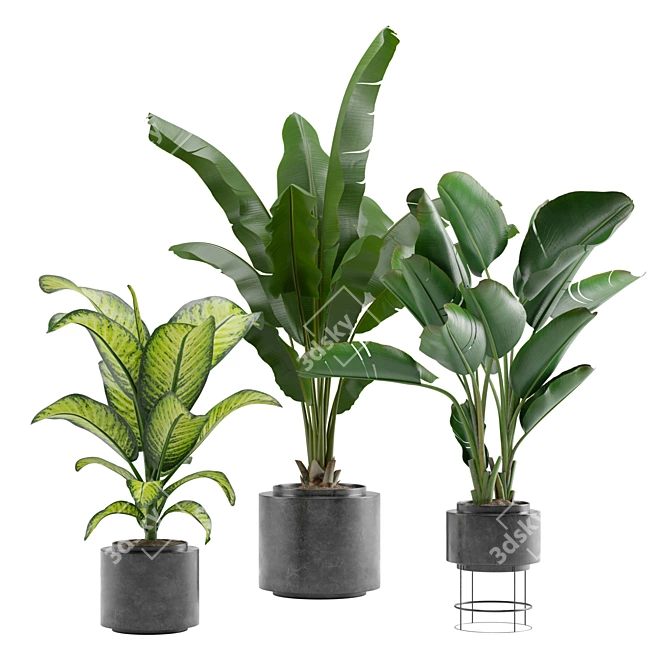 Tropical Oasis Indoor Plant Pack 3D model image 1