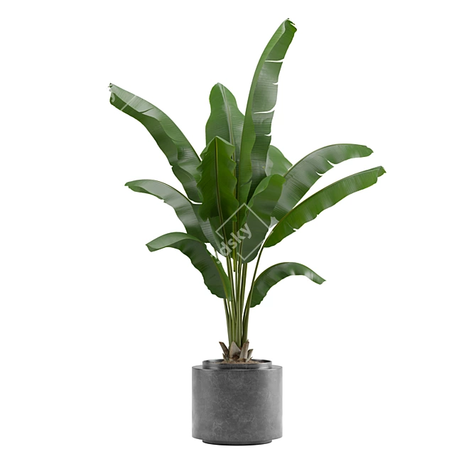 Tropical Oasis Indoor Plant Pack 3D model image 3