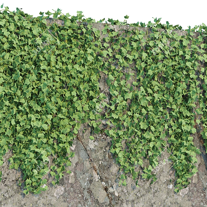 Natural Green Hanging Ivy Collection 3D model image 5