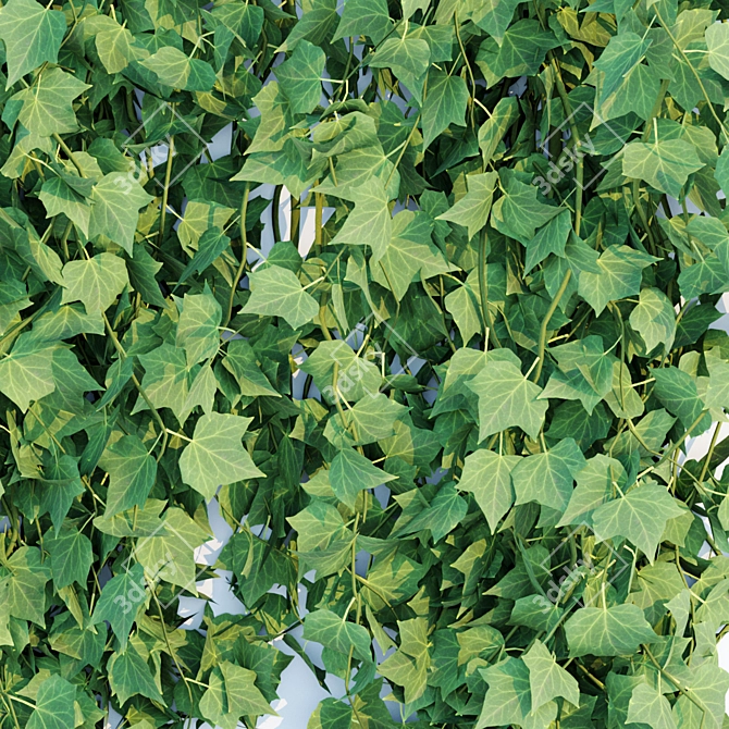 Natural Green Hanging Ivy Collection 3D model image 6