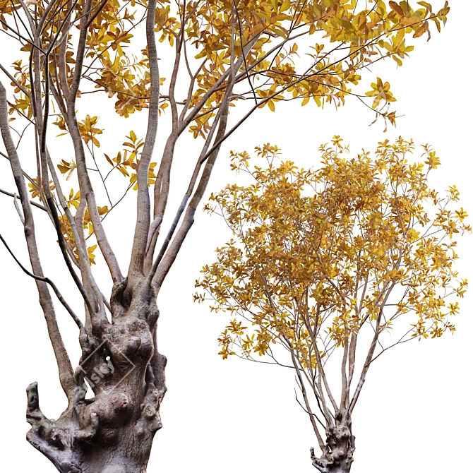 Autumn Barringtonia Acutangula 3D Models 3D model image 1