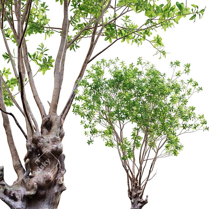 Green Barringtonia Tree Model 3D model image 1