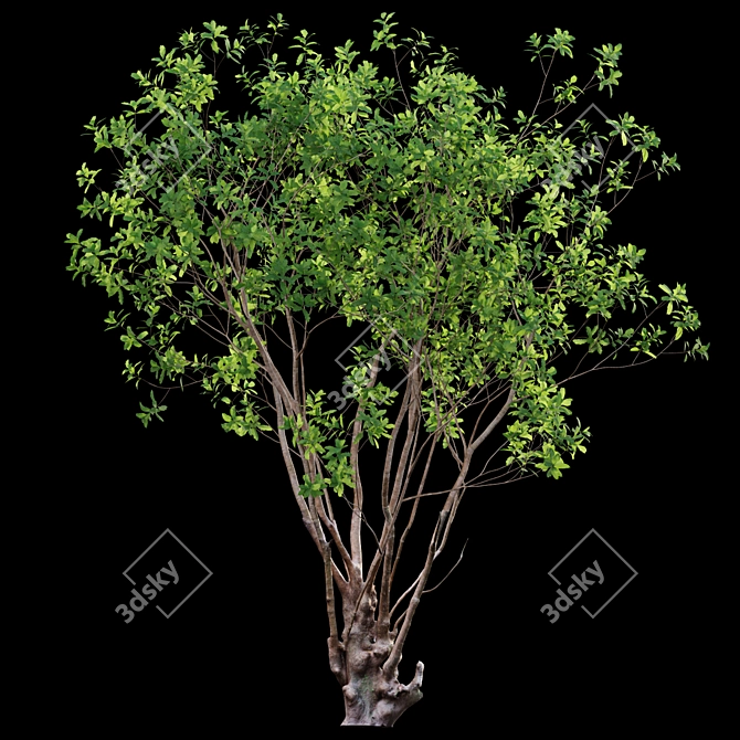 Green Barringtonia Tree Model 3D model image 3