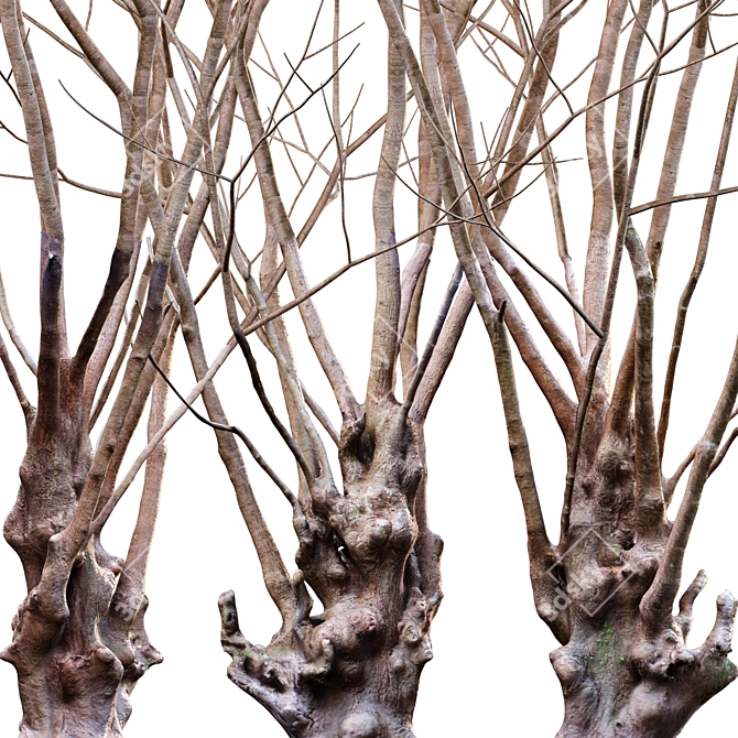Green Barringtonia Tree Model 3D model image 4