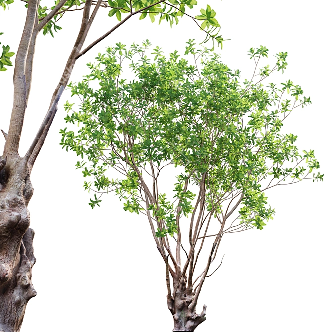 Green Barringtonia Tree Model 3D model image 7