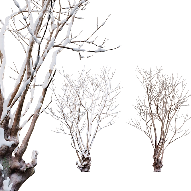 Title: Winter Snow - Barringtonia Acutangula 3D model image 1