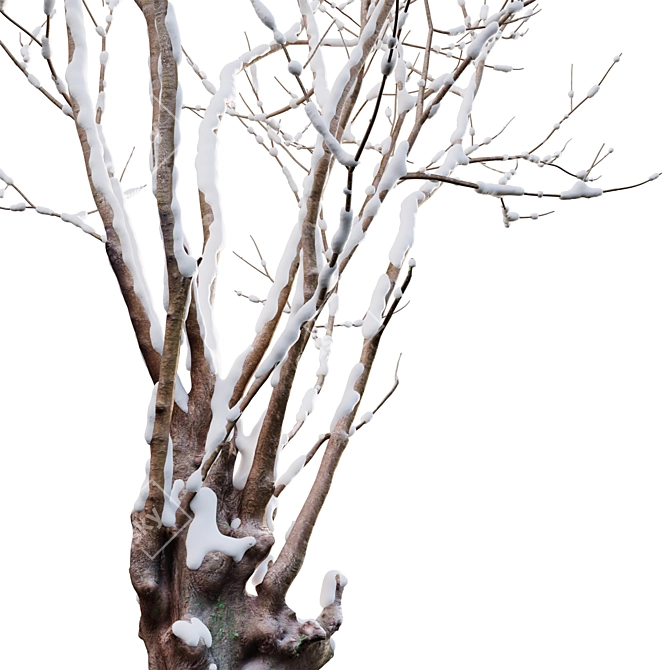 Title: Winter Snow - Barringtonia Acutangula 3D model image 2