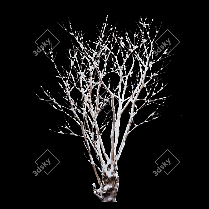 Title: Winter Snow - Barringtonia Acutangula 3D model image 3