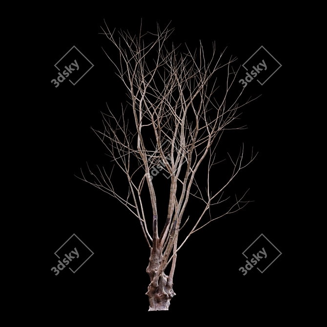 Title: Winter Snow - Barringtonia Acutangula 3D model image 4