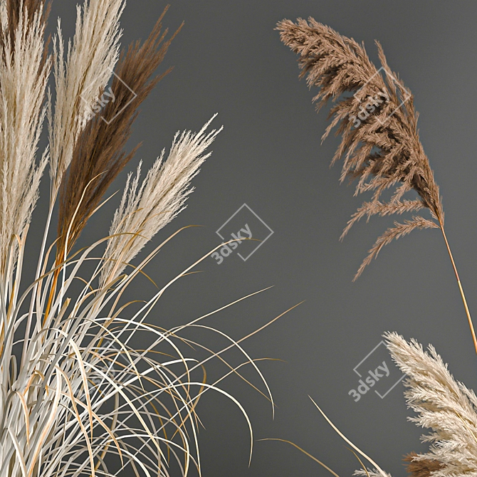 Pampas Grass Collection: Dried Reed and Stabilized Flowers 3D model image 5