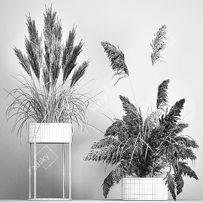 Pampas Grass Collection: Dried Reed and Stabilized Flowers 3D model image 6