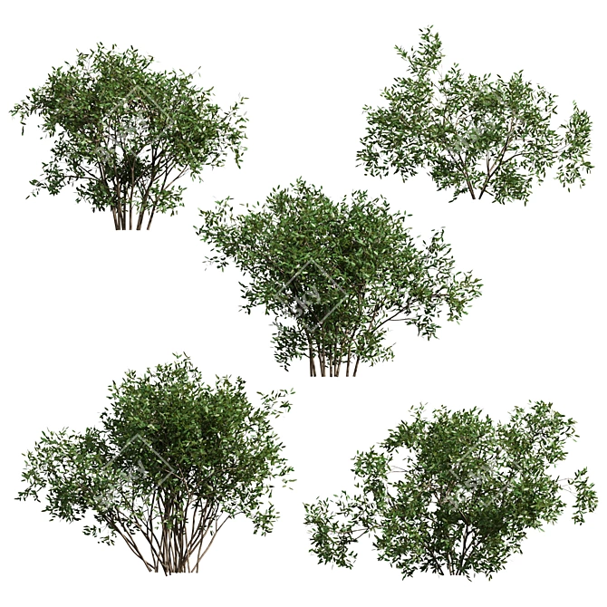 Wild Bushes Set - 1.3m Height, 5 Variations 3D model image 1