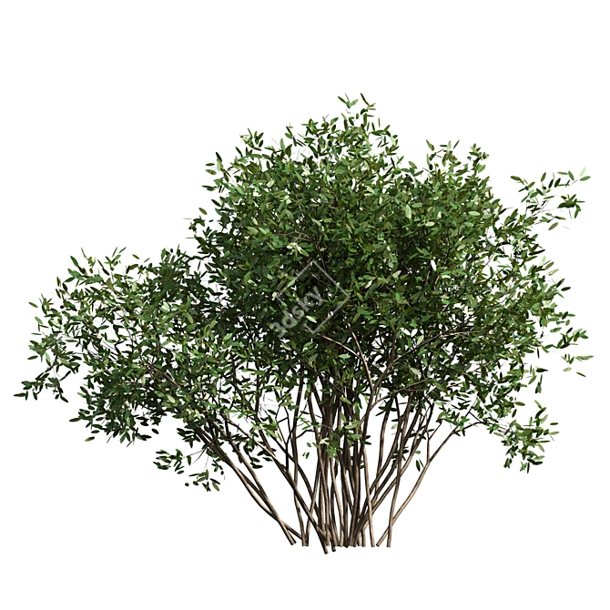 Wild Bushes Set - 1.3m Height, 5 Variations 3D model image 2