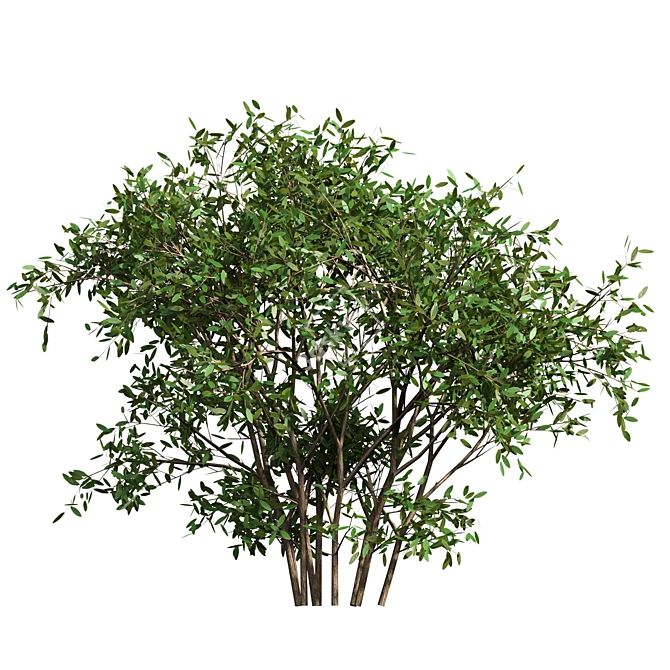 Wild Bushes Set - 1.3m Height, 5 Variations 3D model image 4
