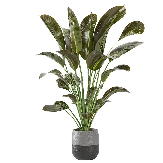 Green Oasis Indoor Plant Collection 3D model image 5