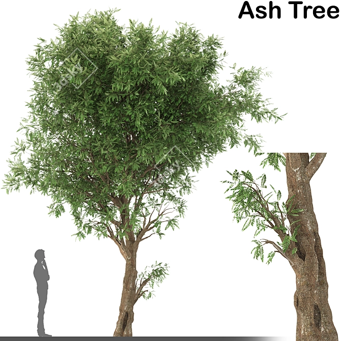 Elegant Ash Tree: Stunning and Majestic 3D model image 1
