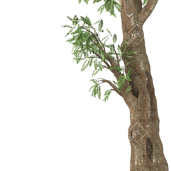 Elegant Ash Tree: Stunning and Majestic 3D model image 2