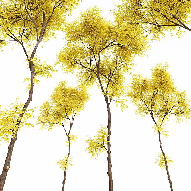 Autumnal Beauty: Realistic Ulmus changii Tree 3D model image 3
