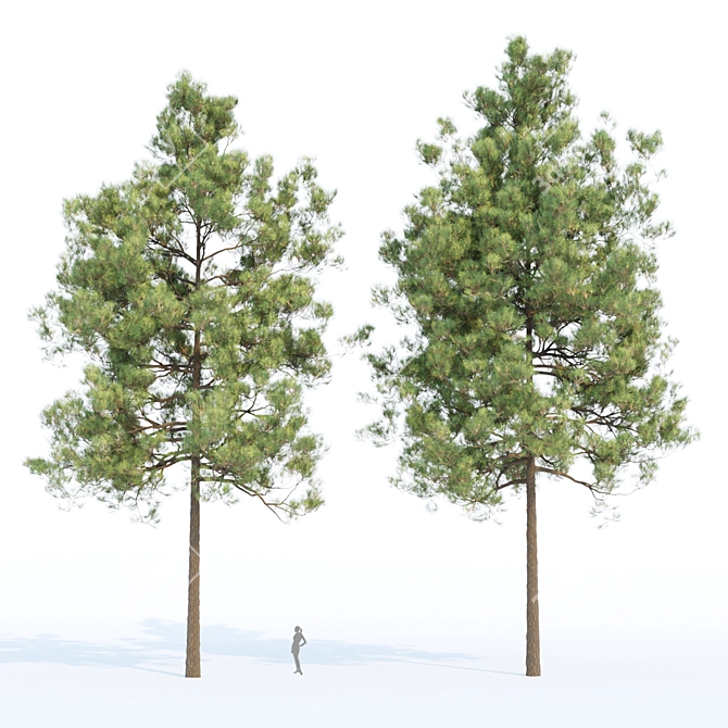 Resinous Evergreen Pine Trees 3D model image 3