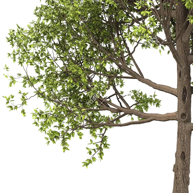 American Hornbeam: Native Hardwood Tree 3D model image 2