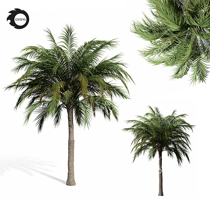 Tropical Palm Tree 01 3D model image 1