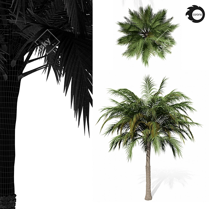 Tropical Palm Tree 01 3D model image 3