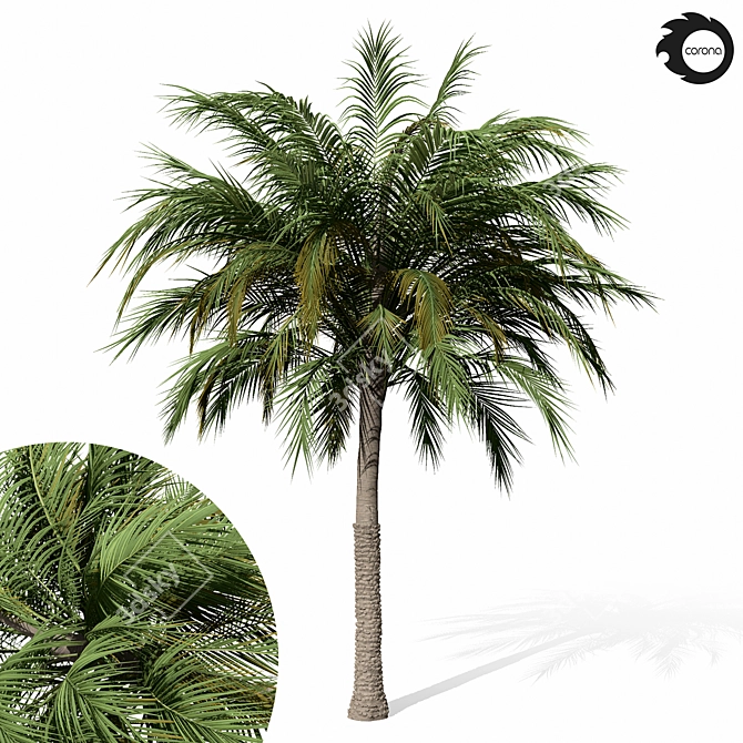 Tropical Palm Tree 01 3D model image 4