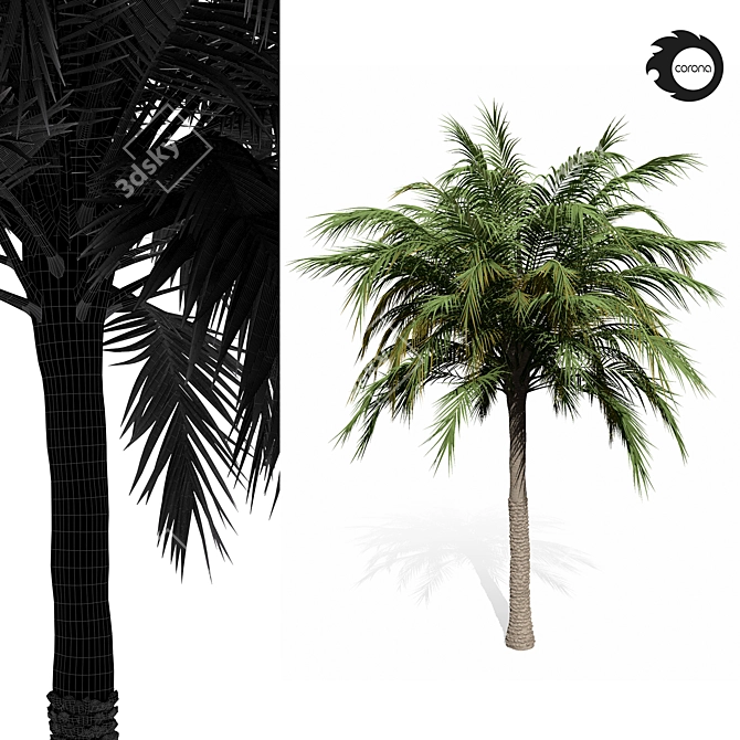 Tropical Palm Tree 01 3D model image 6