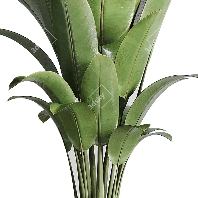 Ficus Rubber Plant in Wooden Vase 3D model image 4