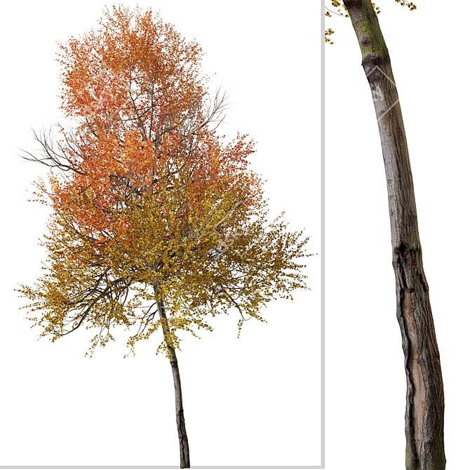 Autumn Blaze Tree Set: Vibrant Fall Colors 3D model image 2
