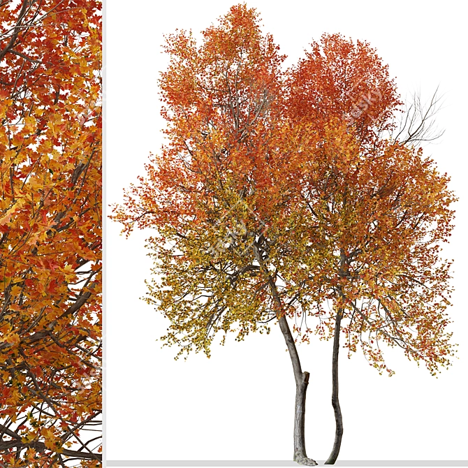 Autumn Blaze Tree Set: Vibrant Fall Colors 3D model image 3