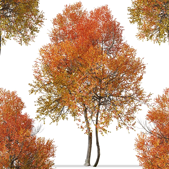 Autumn Blaze Tree Set: Vibrant Fall Colors 3D model image 4