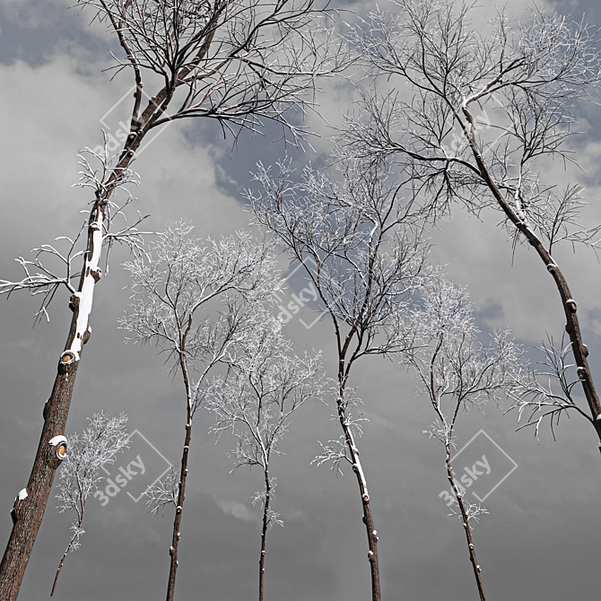 Real Tree Winter Ulmus Changii 3D model image 2