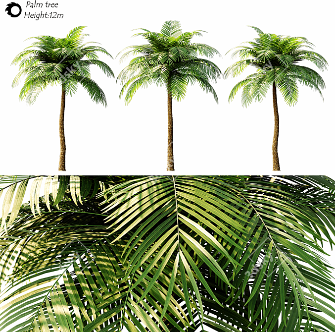 Tropical Paradise Palm Tree 3D model image 2