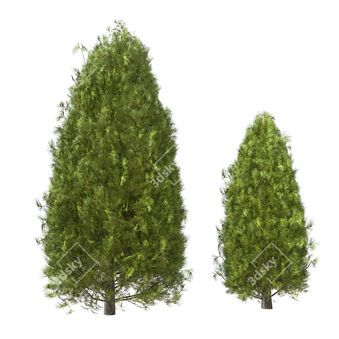 Pine Tree 03: Perfect for Landscaping 3D model image 2