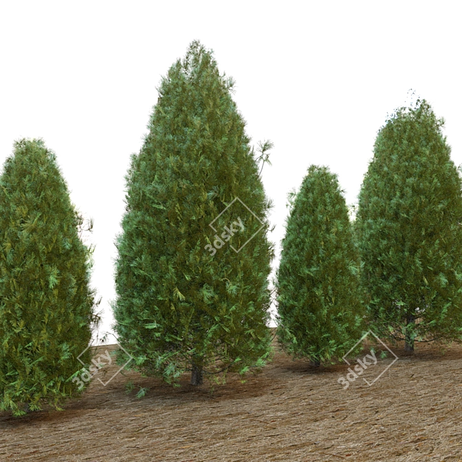 Pine Tree 03: Perfect for Landscaping 3D model image 5