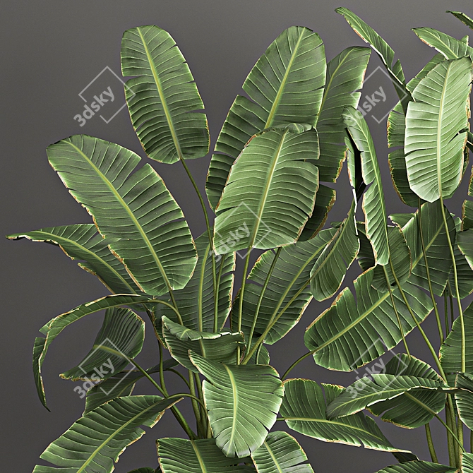 Exotic Plant Collection: Decorative Palms, Ferns, Cacti & More 3D model image 4