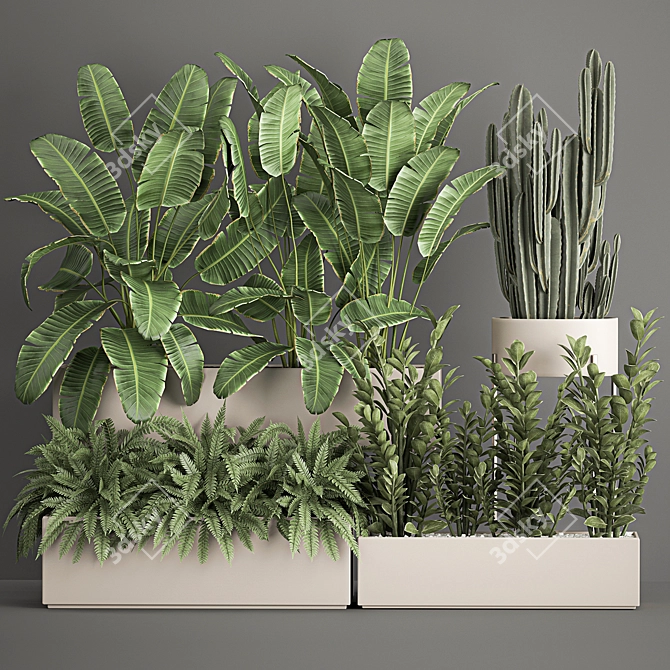 Exotic Plant Collection: Decorative Palms, Ferns, Cacti & More 3D model image 6