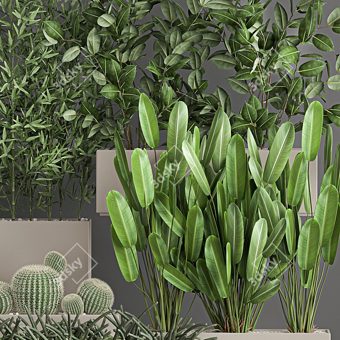 Exotic Plant Collection: Tropical Palms, Cacti, and Bamboo 3D model image 3