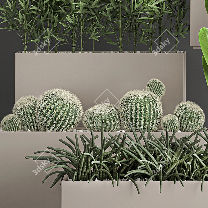 Exotic Plant Collection: Tropical Palms, Cacti, and Bamboo 3D model image 5