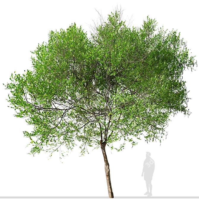 Mediterranean Carob Tree: Edible Pods, Ornamental 3D model image 3