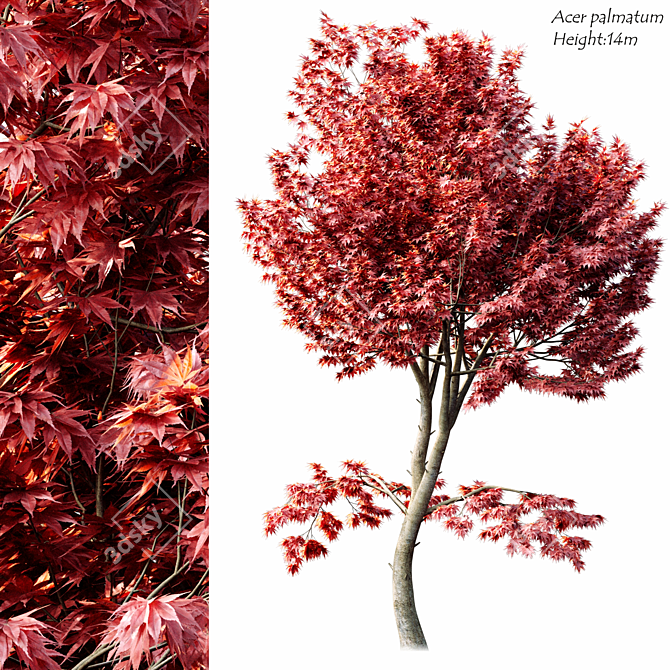 2014 Acer Palmatum: 14m Height, Corona Render 3D model image 1