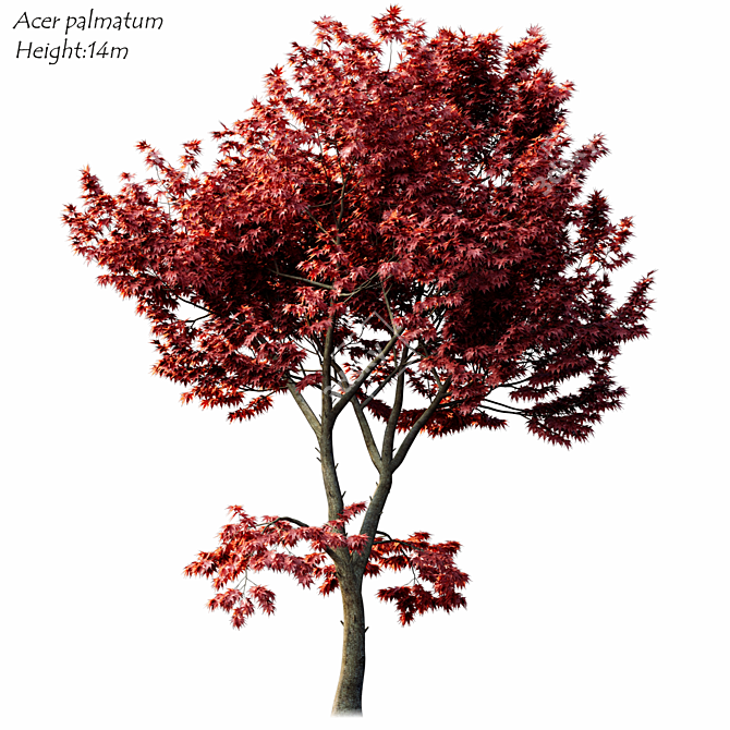 2014 Acer Palmatum: 14m Height, Corona Render 3D model image 2