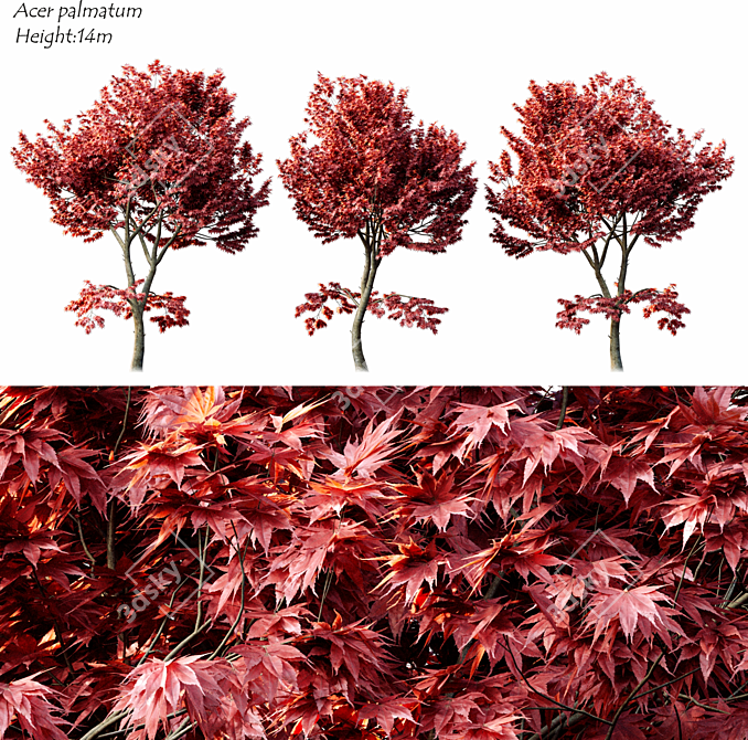 2014 Acer Palmatum: 14m Height, Corona Render 3D model image 3